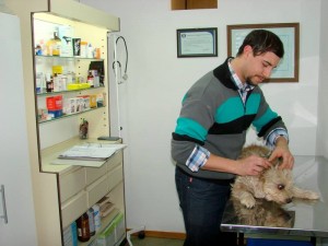 Veterinario Leandro